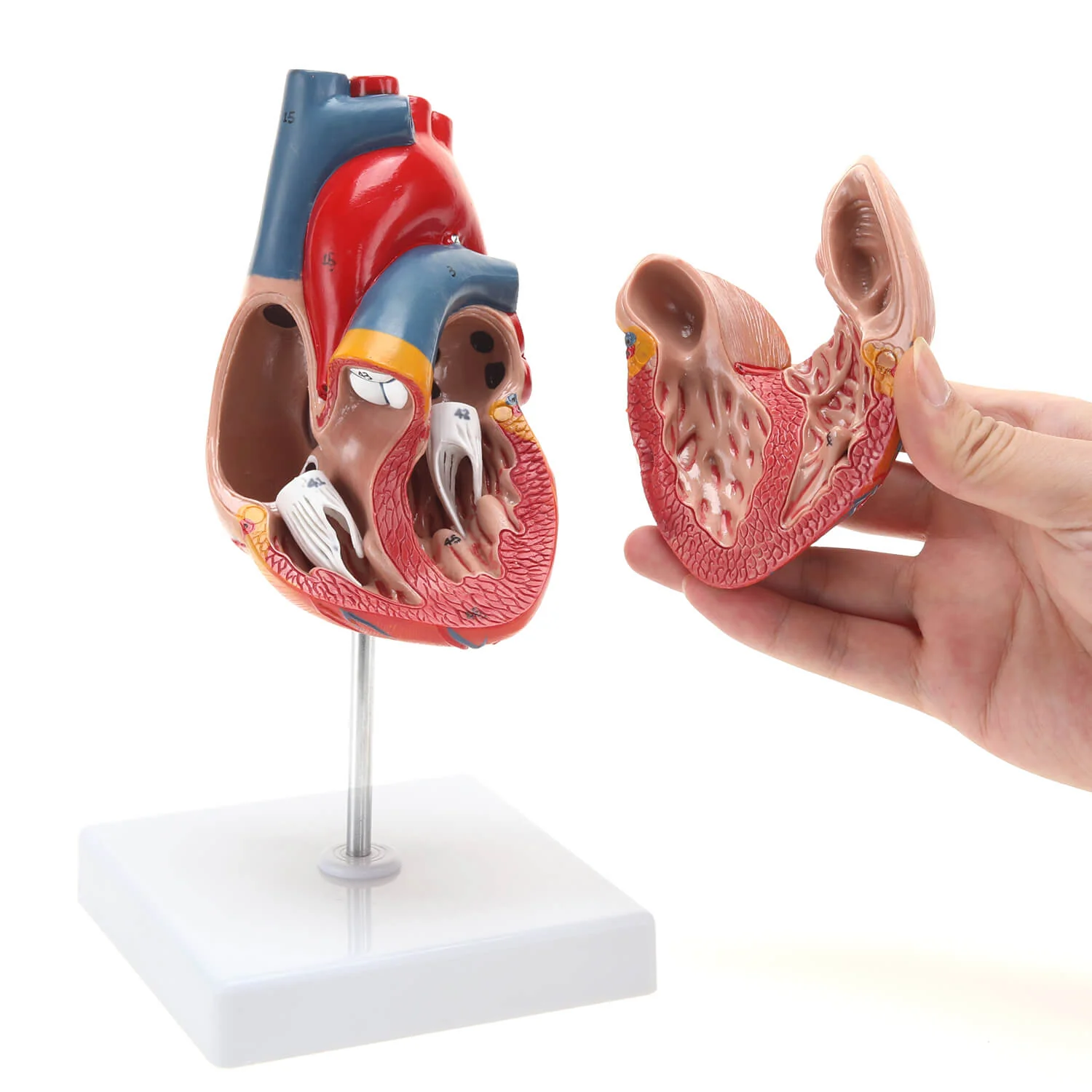 Medical Education Models